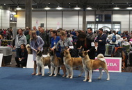 World Dog Show Leipzig (D)