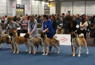 World Dog Show Leipzig (D)