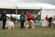 Komárom CAC Dog Show (H)