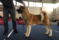 International Dog Show – CACIB Wels (A)