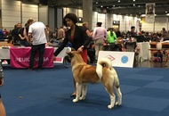 World Dog Show Leipzig (D)
