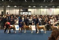 World Dog Show Leipzig (D)