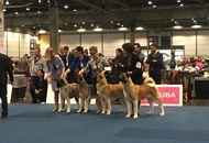 World Dog Show Leipzig (D)