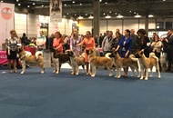 World Dog Show Leipzig (D)