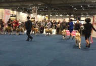 World Dog Show Leipzig (D)