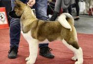 Céline Dion Of Danger Zone