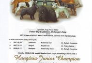FeHoVa Winter Dogshow Budapest (H)
