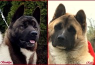 FeHoVa Winter Dogshow Budapest (H)