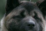 Calypso Of Danger Zone