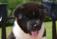 Daredevil Of Danger Zone