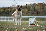 CAC Dunaújváros (H)