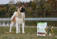 CAC Dunaújváros (H)