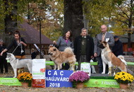 CAC Dunaújváros (H)