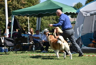 CACIB Osijek International Dog Show (HR)