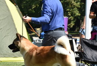 CACIB Osijek International Dog Show (HR)