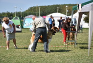 CACIB Osijek International Dog Show (HR)