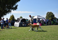 CACIB Osijek International Dog Show (HR)