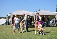 CACIB Osijek International Dog Show (HR)