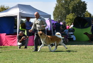 CACIB Osijek International Dog Show (HR)