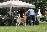 CAC HR Koprivnica (HR)