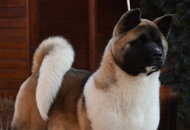 CAC Dog Show Salgótarján (H) 