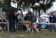 CAC Dog Show Salgótarján (H) 