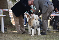 CAC Dog Show Salgótarján (H) 