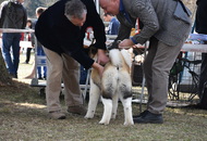 CAC Dog Show Salgótarján (H) 