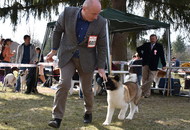 CAC Dog Show Salgótarján (H) 