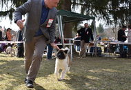 CAC Dog Show Salgótarján (H) 