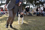 CAC Dog Show Salgótarján (H) 