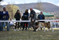CAC Dog Show Salgótarján (H) 