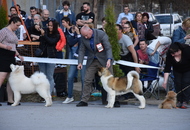 CAC Dog Show Salgótarján (H) 