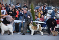 CAC Dog Show Salgótarján (H) 