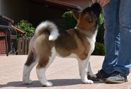 Elektra King Of Danger Zone