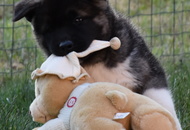 Fortuna of Danger Zone