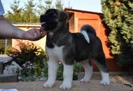 Farina of Danger Zone