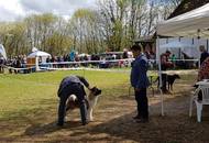 Hunting Dog CAC Show Kaposvár (H) 
