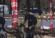 Hunting Dog CAC Show Kaposvár (H) 