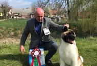 CAC Dog Show Pécs (H) 