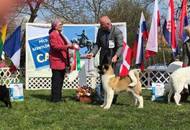 CAC Dog Show Pécs (H) 