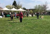 CAC Dog Show Pécs (H) 