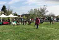 CAC Dog Show Pécs (H) 