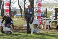 Hunting Dog CAC Show Kaposvár (H) 