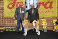 AAŐTKE CAC Klub Show Tolnanémedi (H)