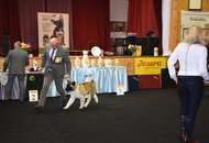 Special Dog Show AAŐTKE Tolnanémedi (H)