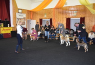 Special Dog Show AAŐTKE Tolnanémedi (H)