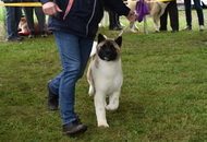 XX. CAC Dog Show Koprivnica (HR) 