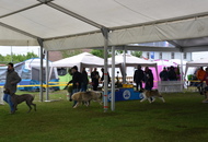XX. CAC Dog Show Koprivnica (HR) 