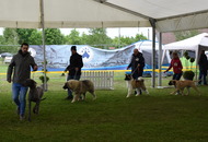 XX. CAC Dog Show Koprivnica (HR) 